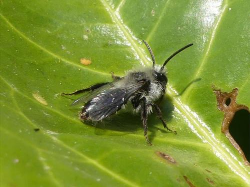 Andrena cineraria